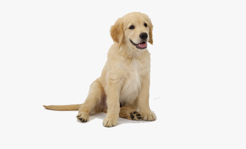 Golden Retriever Puppy Png, Transparent Png
