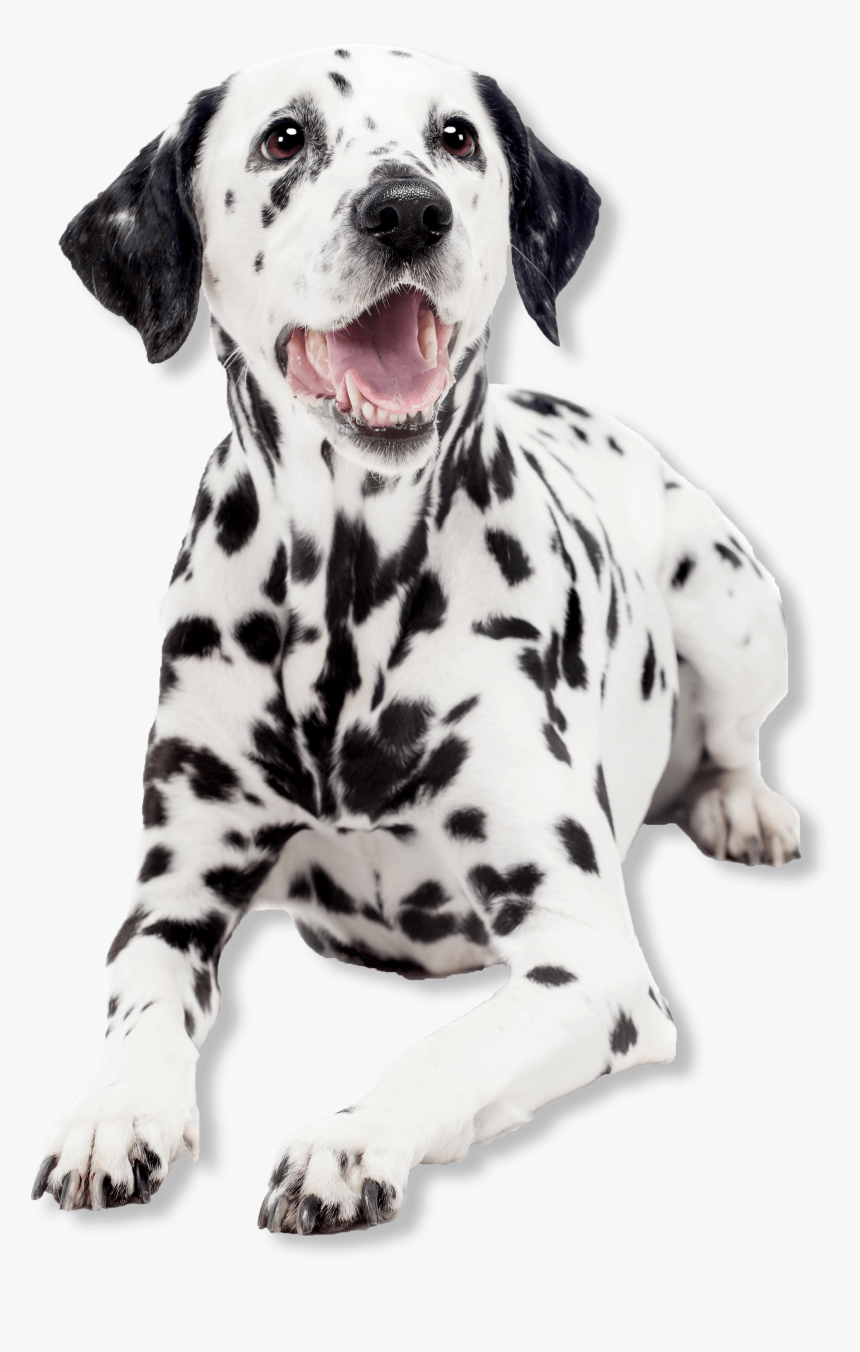 An Important Message From Your Pal - Biocanina Vermifuge, HD Png Download