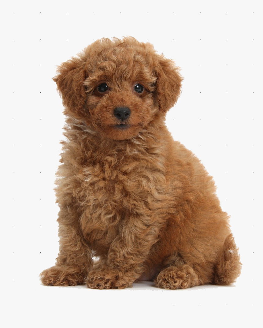 Cute Puppies Png Free Download - Transparent Toy Poodle Png, Png Download