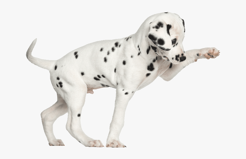 Dalmation Pup Play700png - Dog Treat Dispenser With Button, Transparent Png