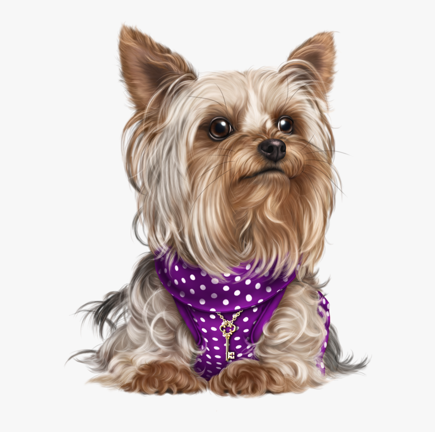 Yorky, Puppy Images, Cute Puppies, Cute Dogs, Dog Cat, - Dog Yorkie Png Transparent, Png Download