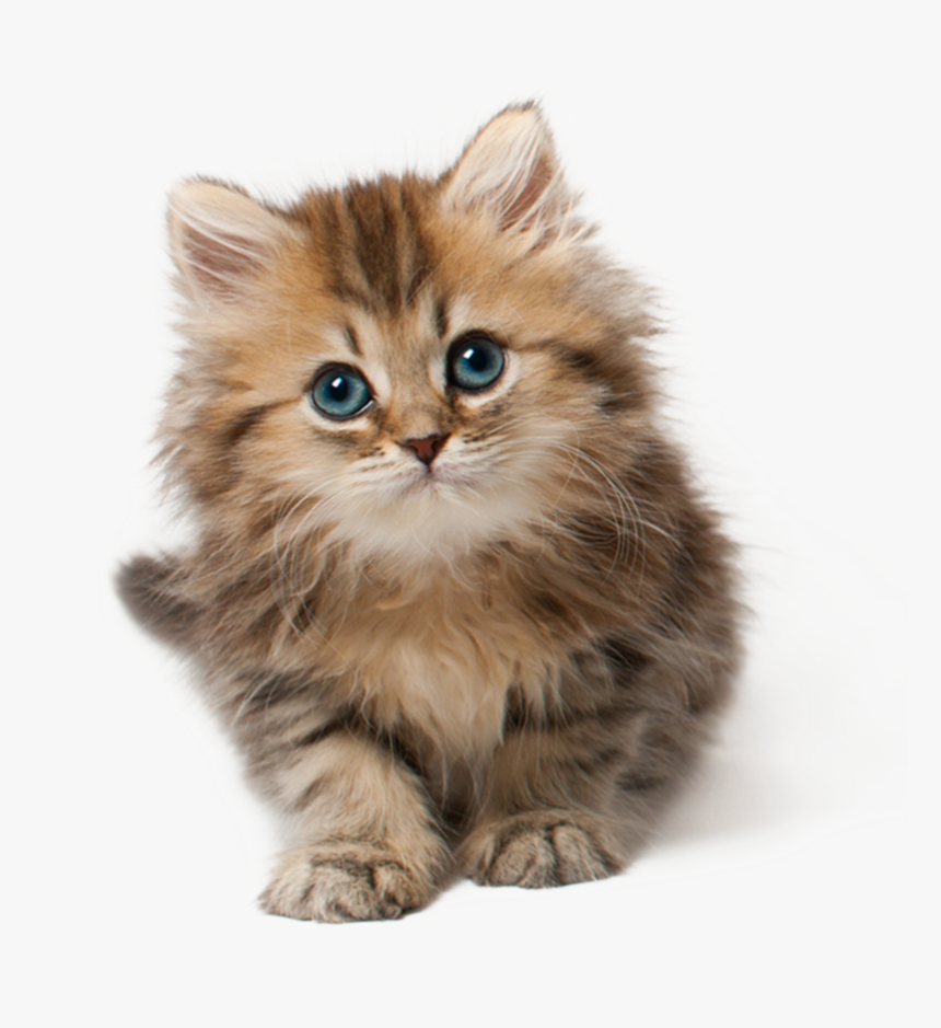 Kitten Png, Transparent Png