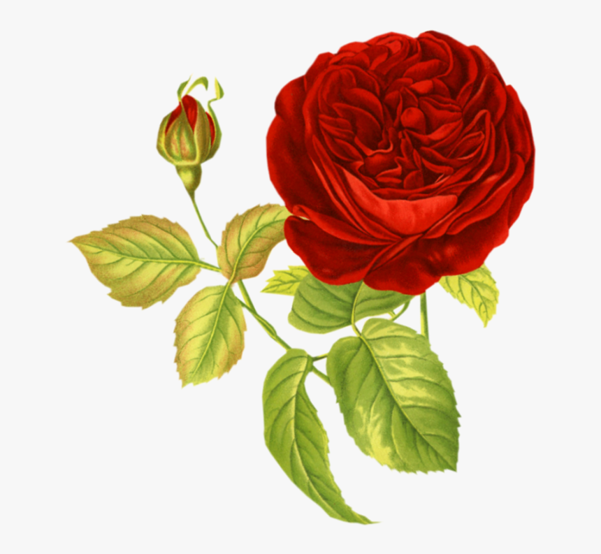 Transparent Rose Png - Vintage Flowers For Collage, Png Download