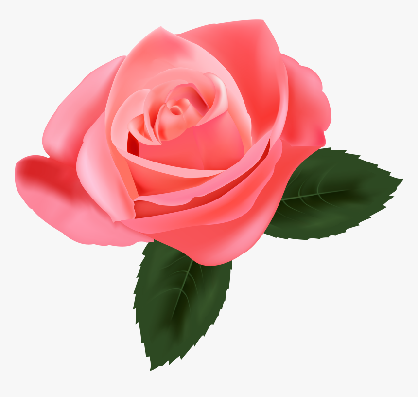 Pink Rose Png Clipart - Transparent Pink Rose Png, Png Download