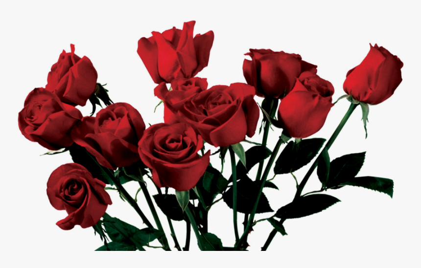 Transparent Image Rose Png - Roses Png, Png Download