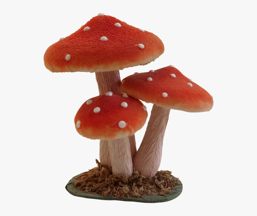Mushroom, Fly Agaric, Forest, Nature, Autumn, Toadstool - Shiitake, HD Png Download