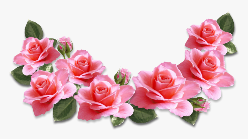 Transparent Pink Rose - Pink Roses Transparent Png, Png Download