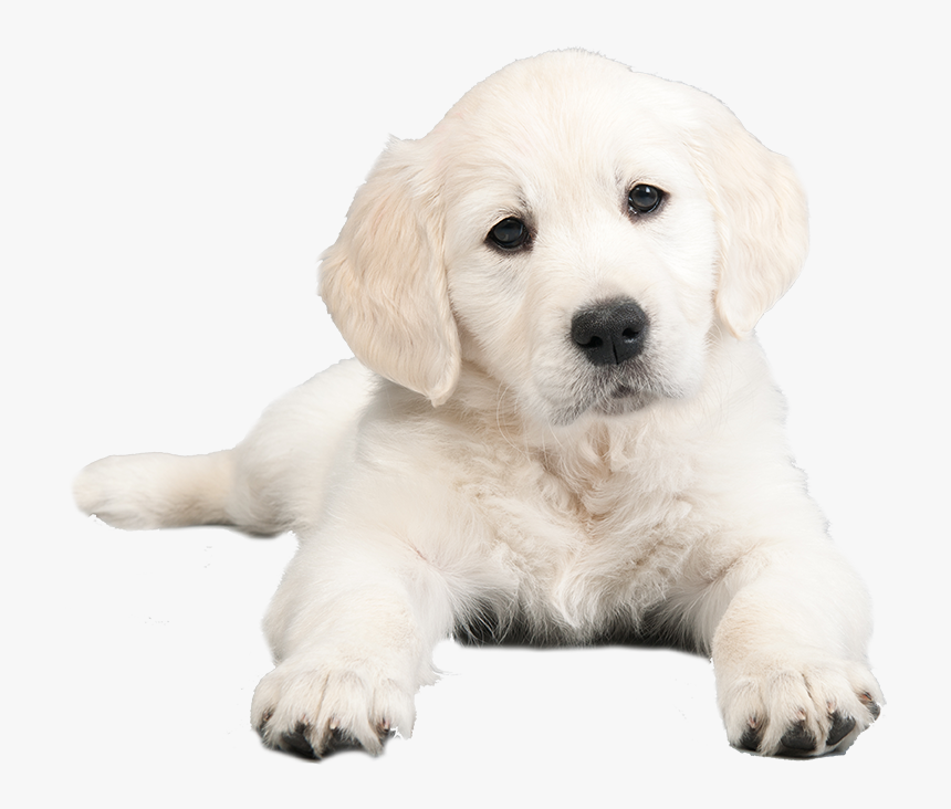 Puppy, HD Png Download