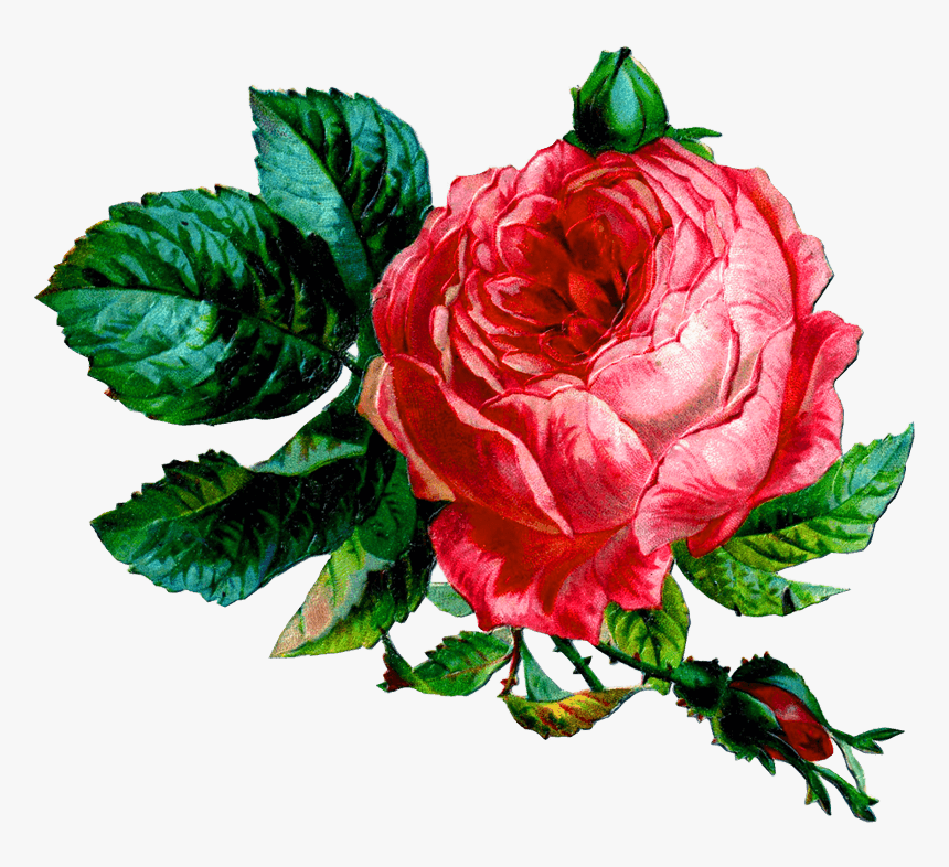 Pink Rose Png - Vintage Collage Png, Transparent Png