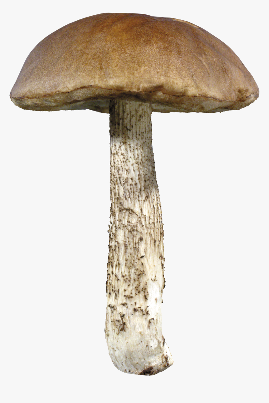 Mushroom Png Image - Mushroom Transparent Background, Png Download