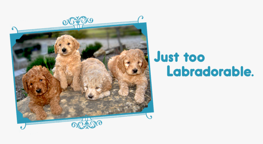 Just Too Labradorable / Labradoodle Puppies On Loveable - Goldendoodle, HD Png Download