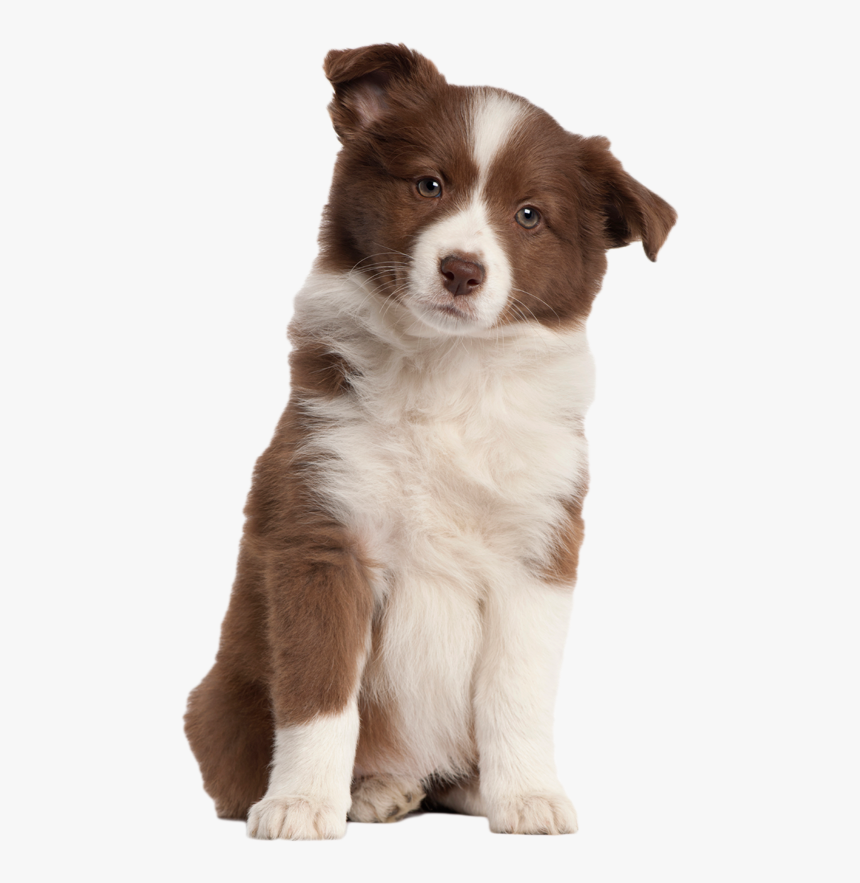 Puppy Png Transparent Image - Transparent Puppy Png, Png Download