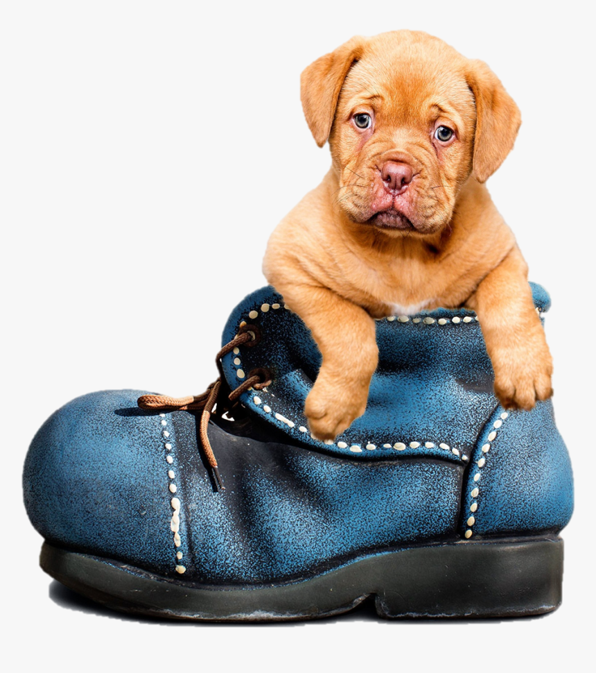 Cute Puppy In A Boot - Wear Blue For Men's Health 2019, HD Png Download