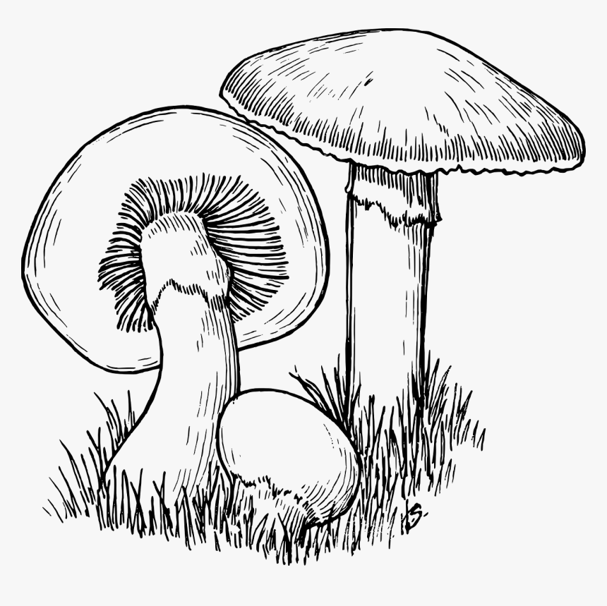 Fungi Black And White, HD Png Download