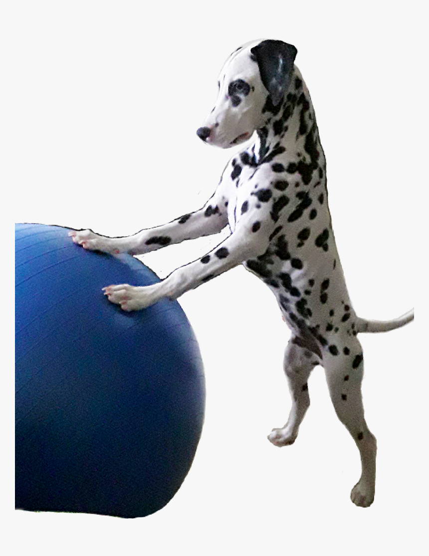Dalmatian, HD Png Download