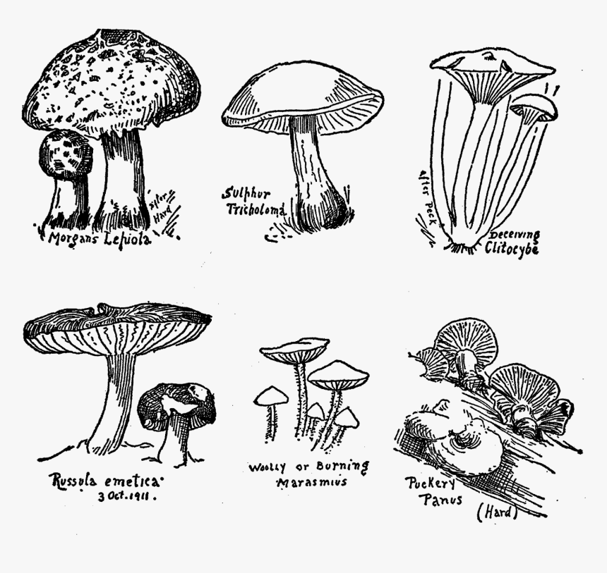Muchroom Drawings Digital Collage Sheet Download Png - Agaricus, Transparent Png
