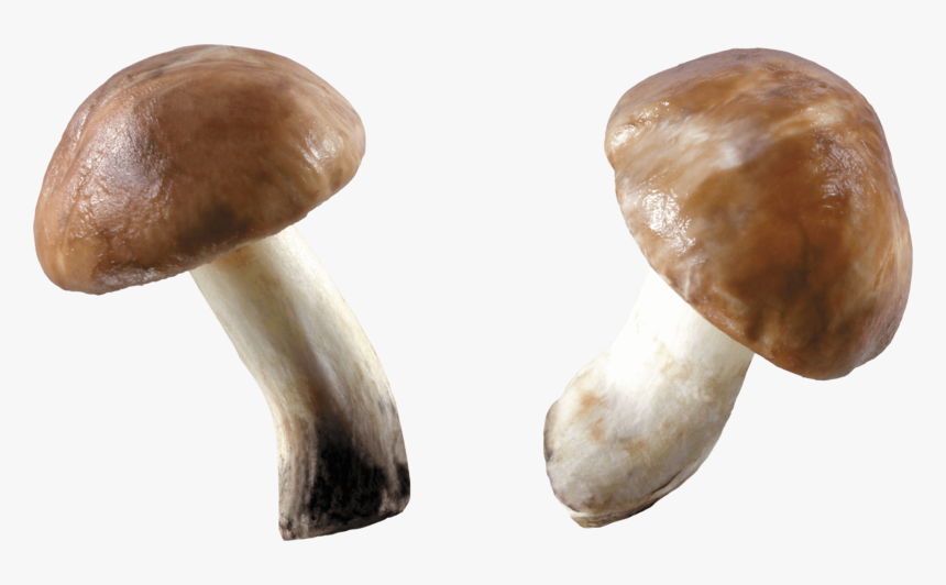 Mushroom Png, Transparent Png