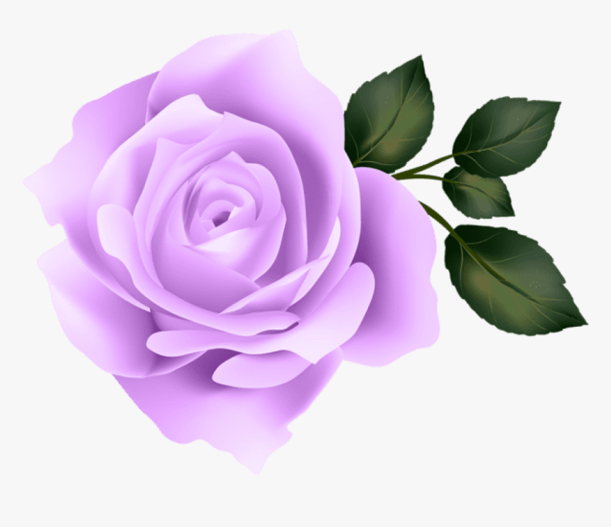Purple Rose Png - Purple Rose No Background, Transparent Png