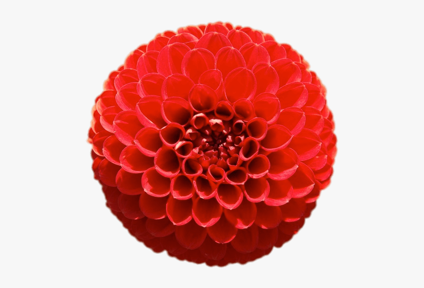 Red Pompom Chrysanthemum - Geometria En La Naturaleza, HD Png Download