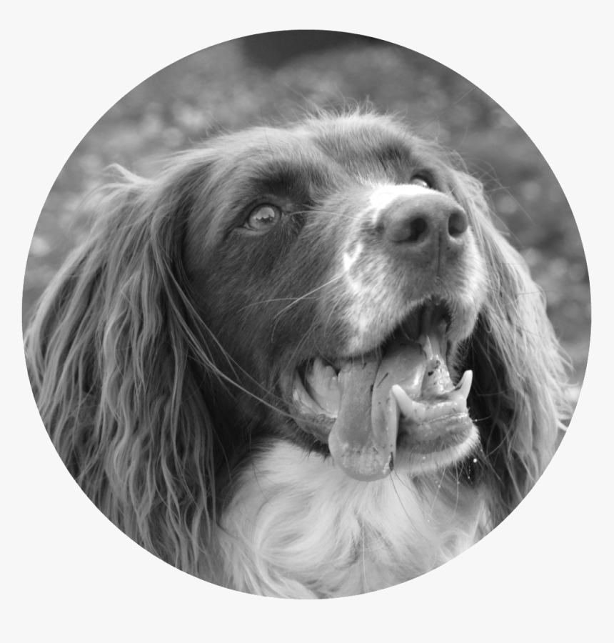 Dog Catches Something, HD Png Download