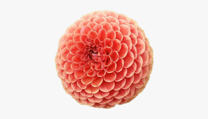 Pompom Chrysanthemum - Chrysanthemums Pompom, HD Png Download