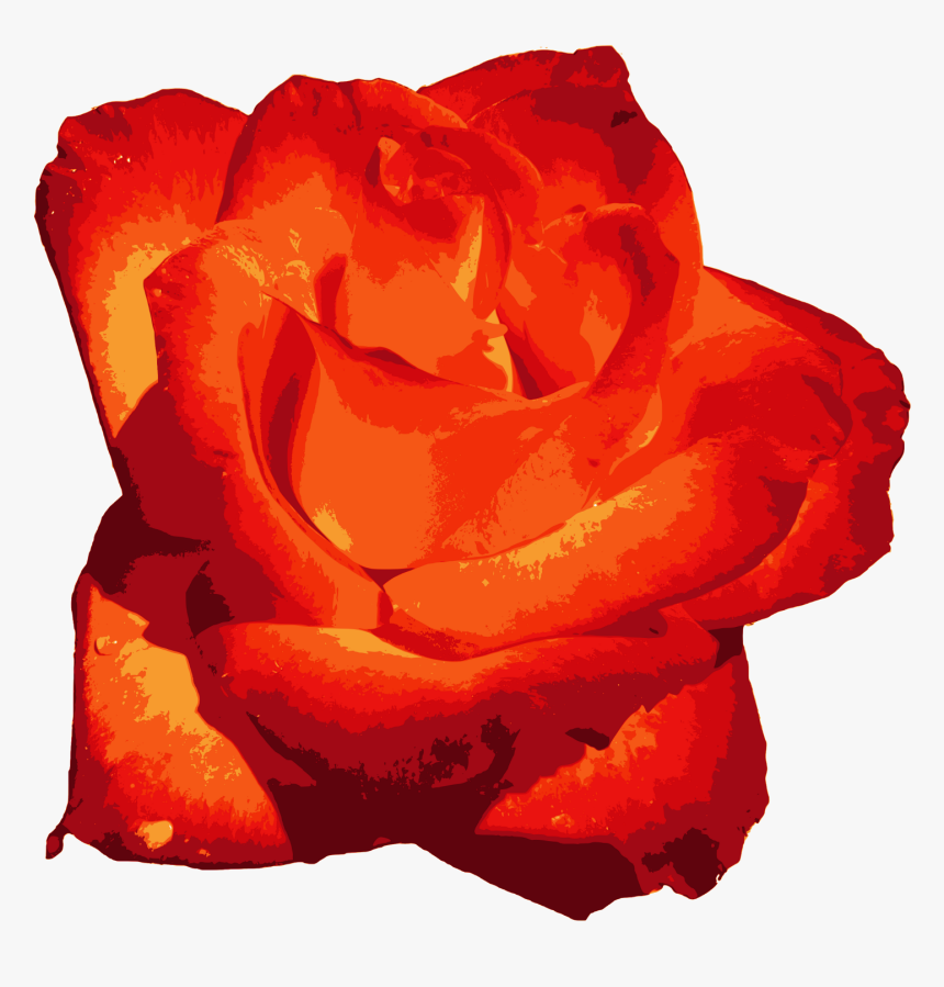 Red Rose - Rose, HD Png Download
