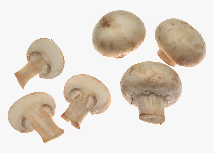 White Mushrooms Png Image - Mushroom Png, Transparent Png