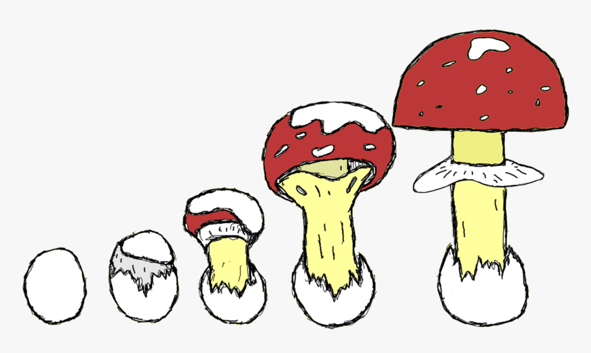 Picture - Edible Mushroom, HD Png Download