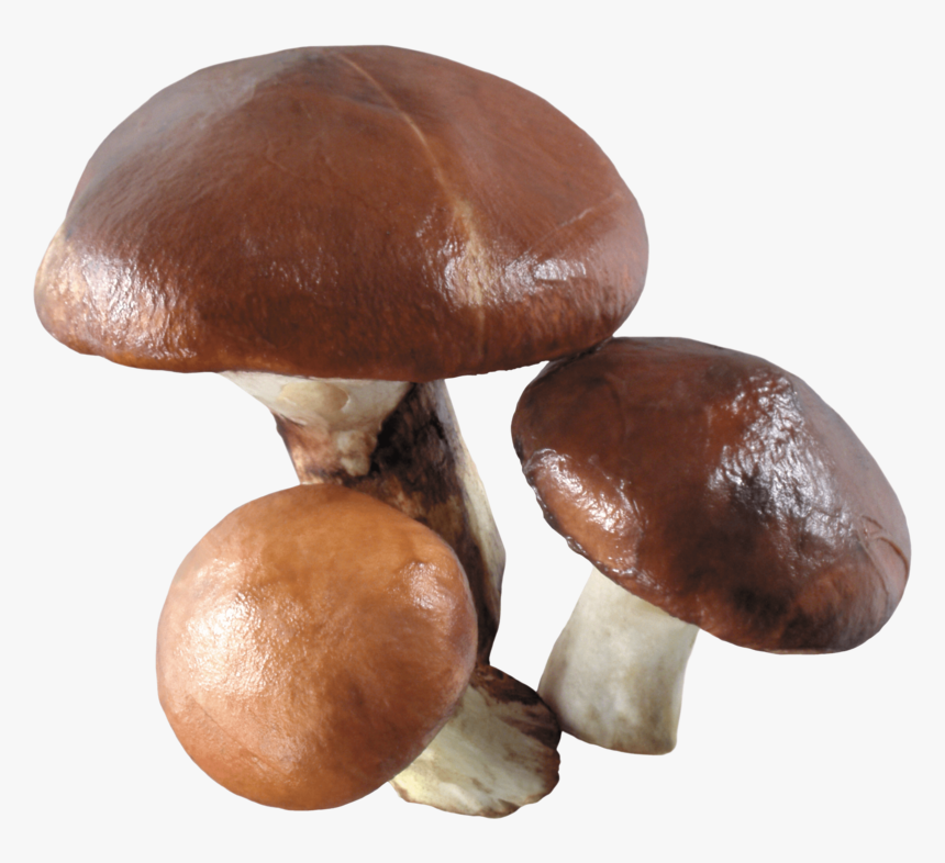 Грибы Пнг, HD Png Download