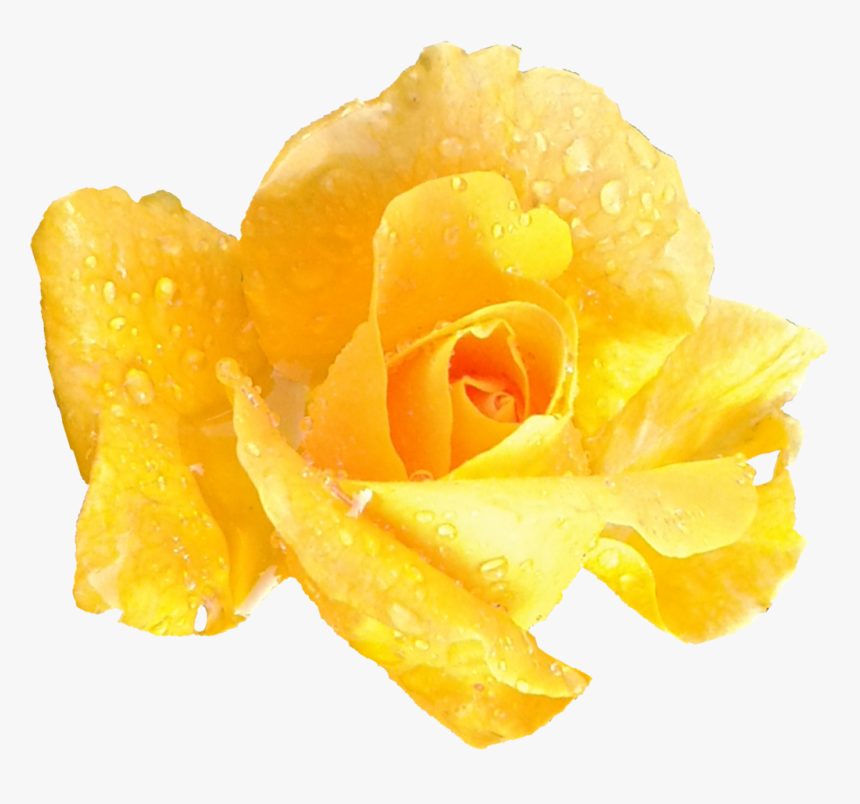 Garden Roses, HD Png Download