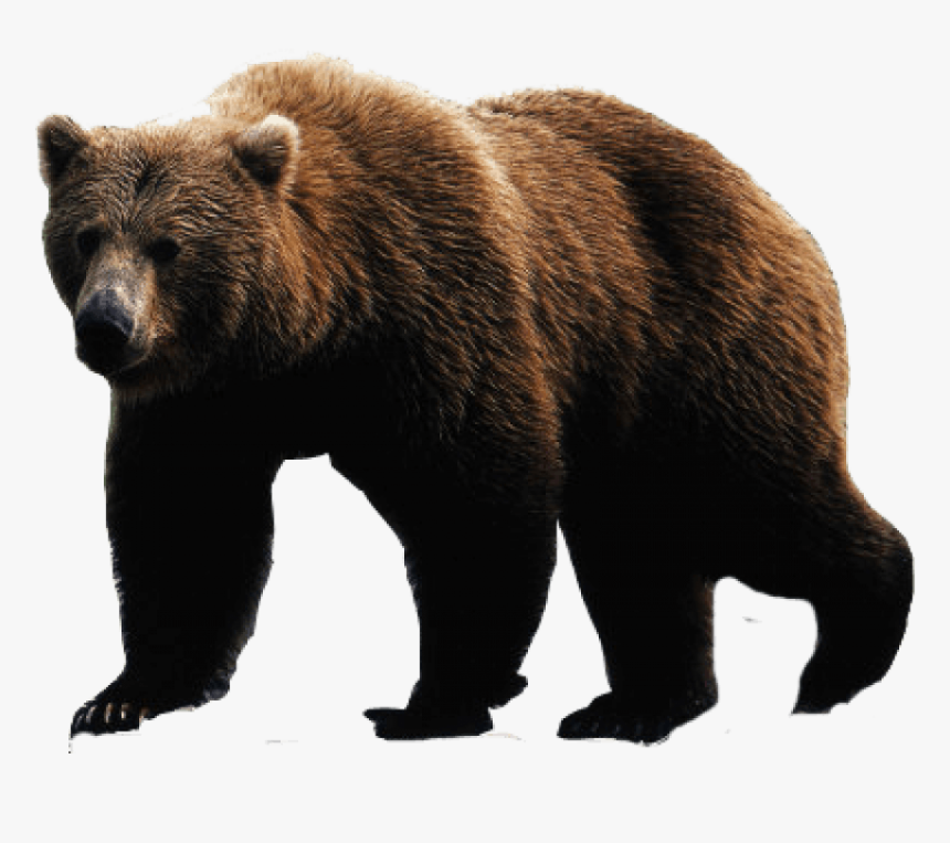 Brown Bear Png Image, Transparent Png