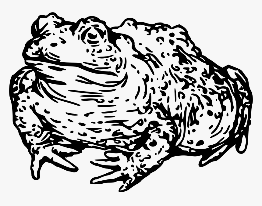 Warty Toad Clip Arts - Toad Head Clipart Black And White, HD Png Download