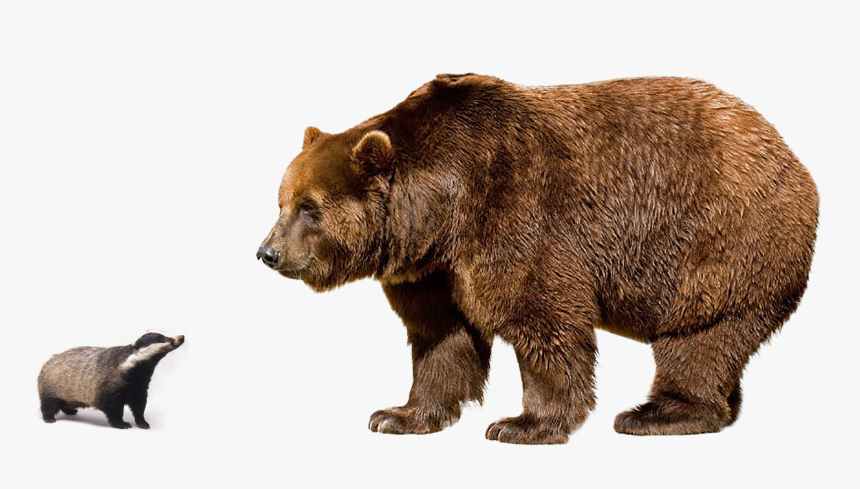 Brown Bear Png Image Background - Brown Bear Png, Transparent Png
