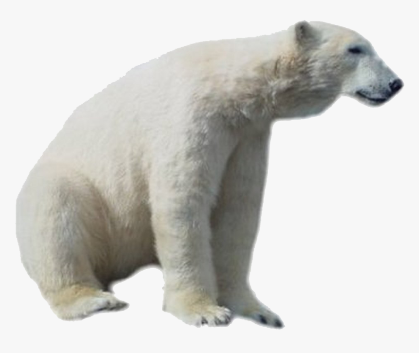 Polar Bear Png Hd - Transparent Polar Bear Png, Png Download