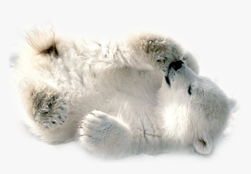 Polar Bear Png Transparent Image - Baby Polar Bear Wallpaper Hd, Png Download