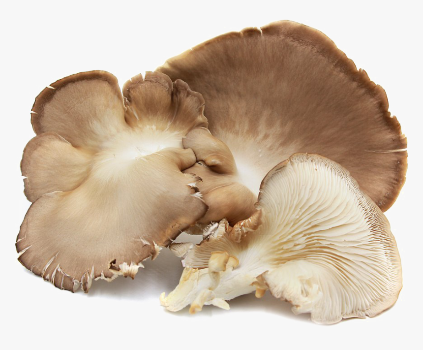 Edible Mushroom Png Image Background Oyster Mushrooms In Spanish