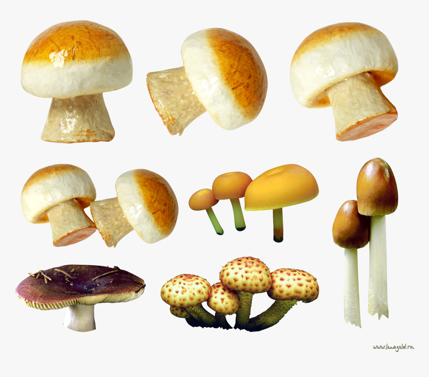 Mushroom Png Image - Portable Network Graphics, Transparent Png