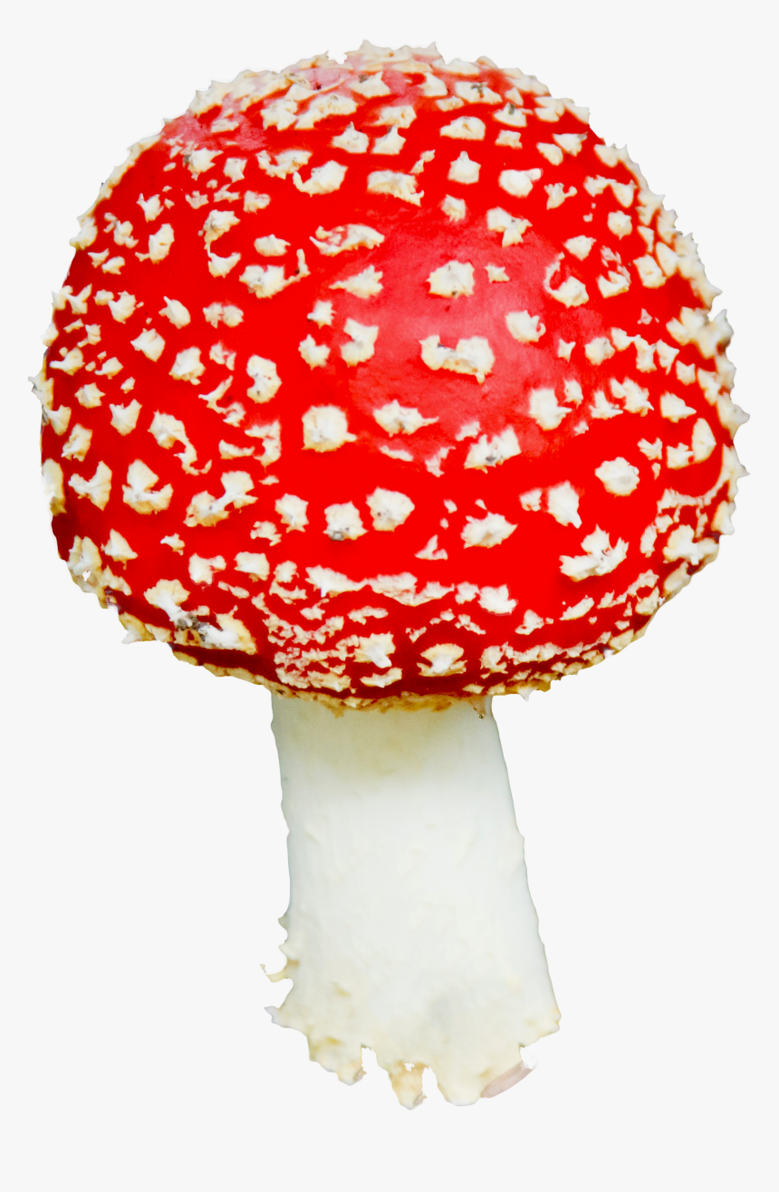 Agaric,mushroom,fungus - Mushroom Png Transparent, Png Download