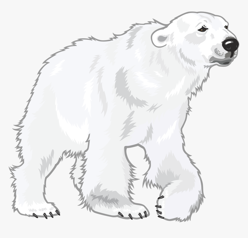 Polar White Bear Png - Polar Bear White Transparent, Png Download
