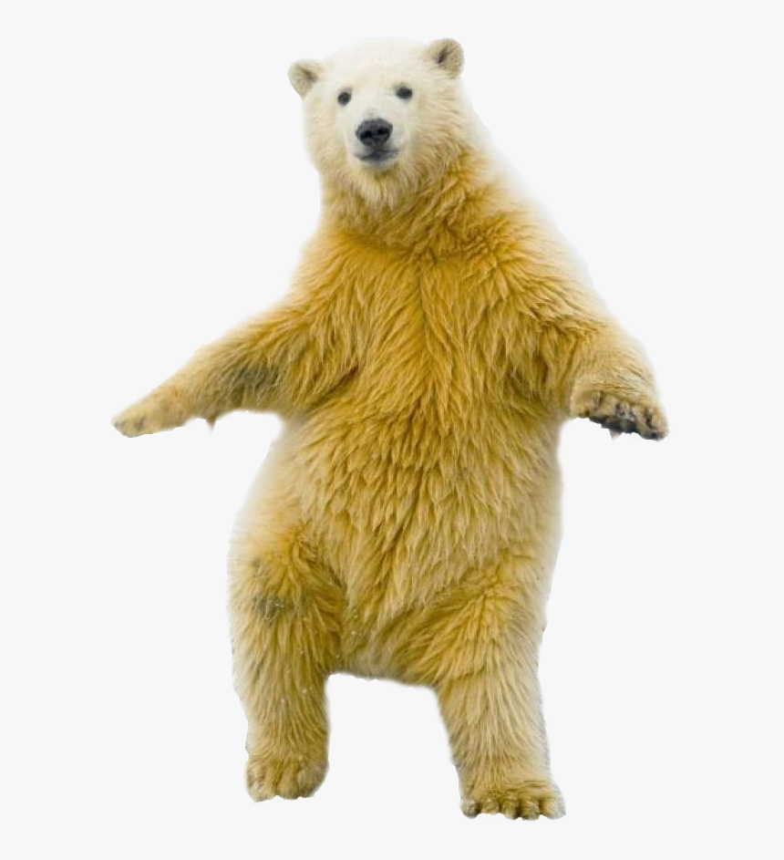 Polar Bear Png Picture, Transparent Png