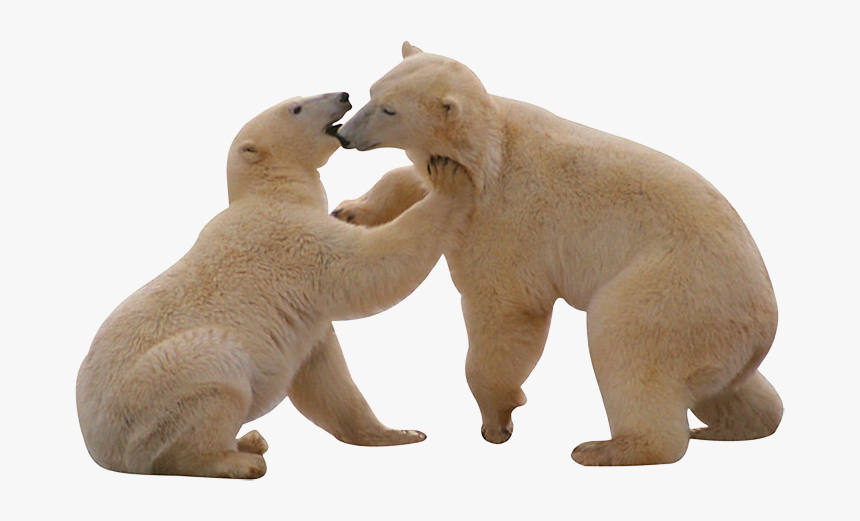 Polar White Bear Png - Polar Bear Png Gif, Transparent Png