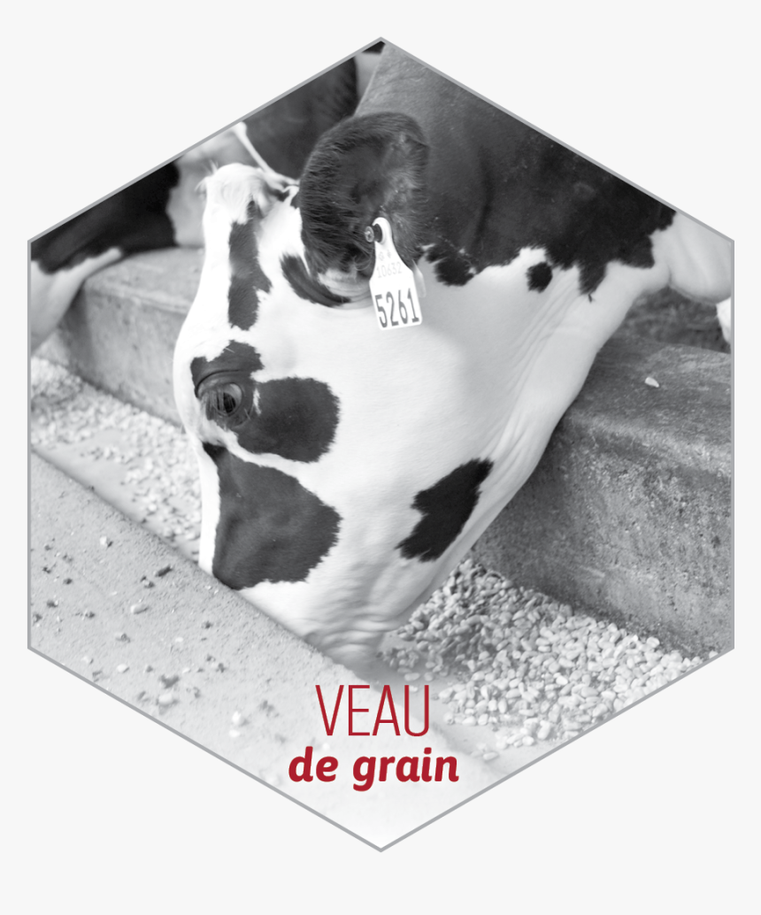 Dairy Cow, HD Png Download