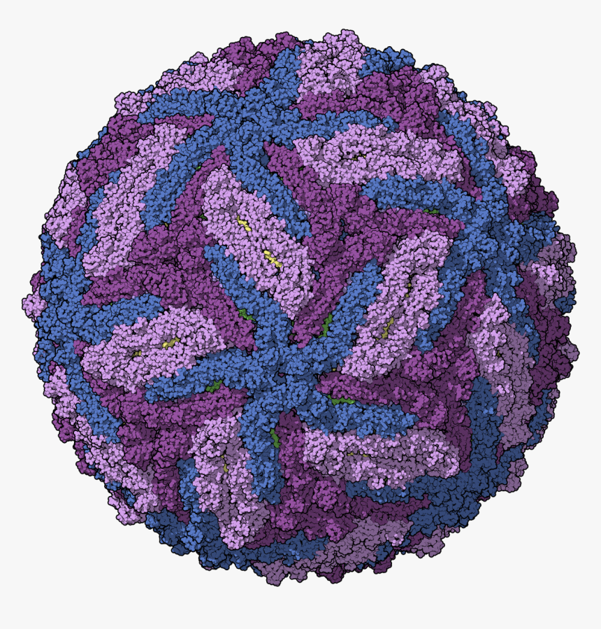 Zika Chain Colored - Virus Dengue Png, Transparent Png