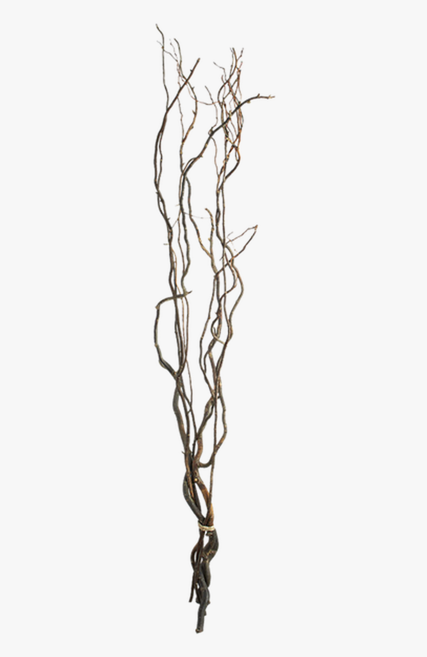 Curly Willow Branches Transparent, HD Png Download