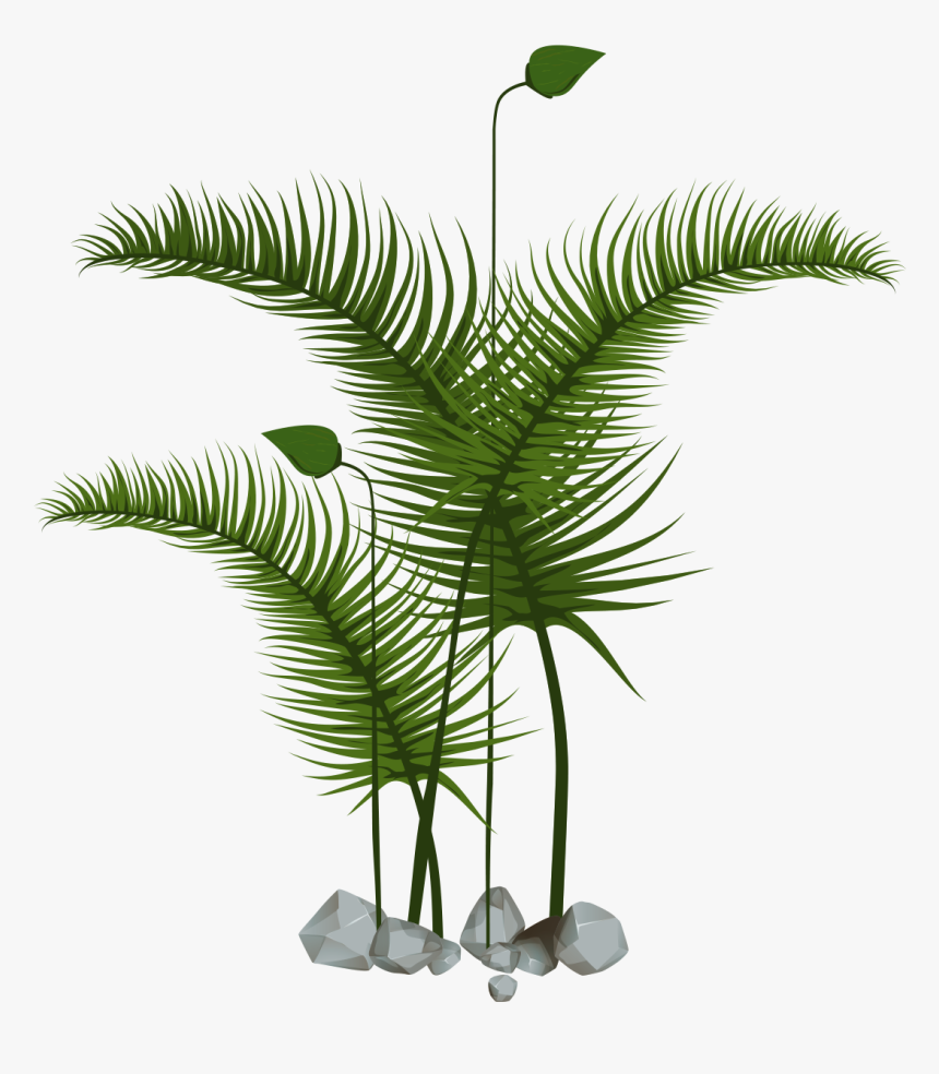 Roystonea, HD Png Download