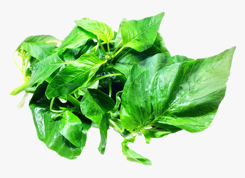 Amaranth Leaves Png Image - Portable Network Graphics, Transparent Png