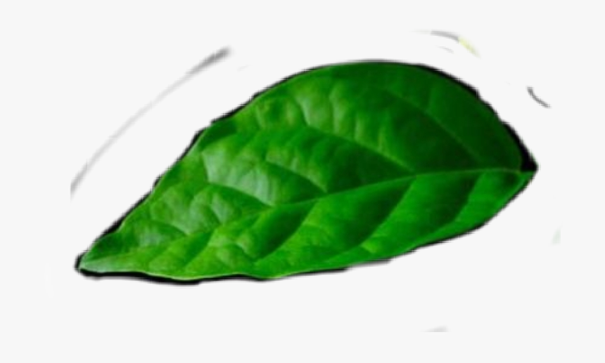 Jasmine Plant, HD Png Download