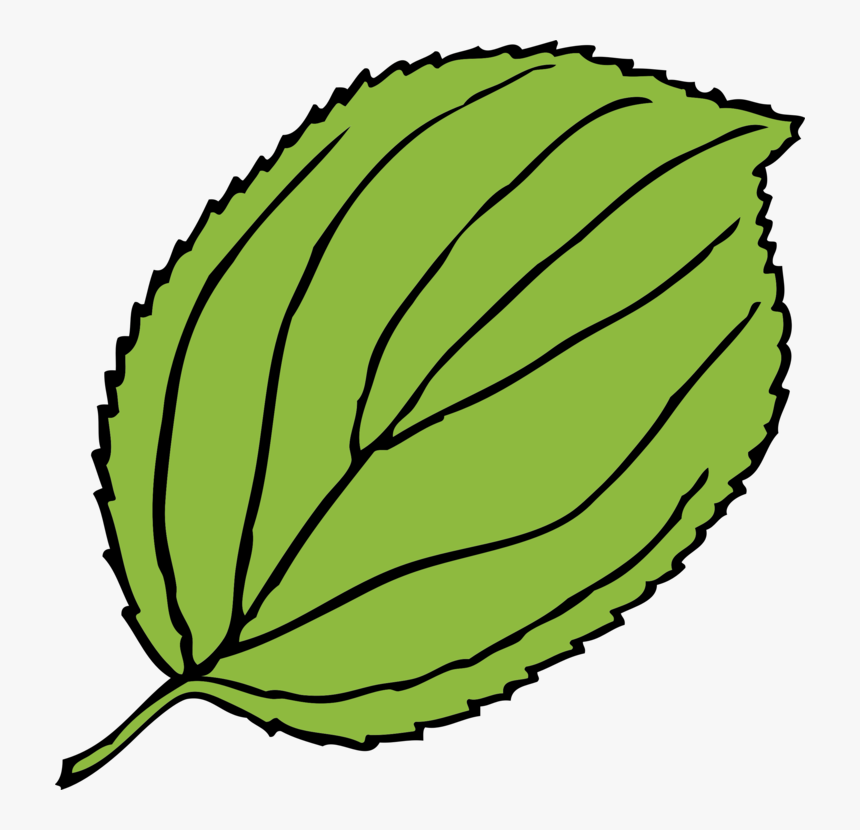 Transparent Leaf Clip Art - Apple Tree Leaf Clipart, HD Png Download
