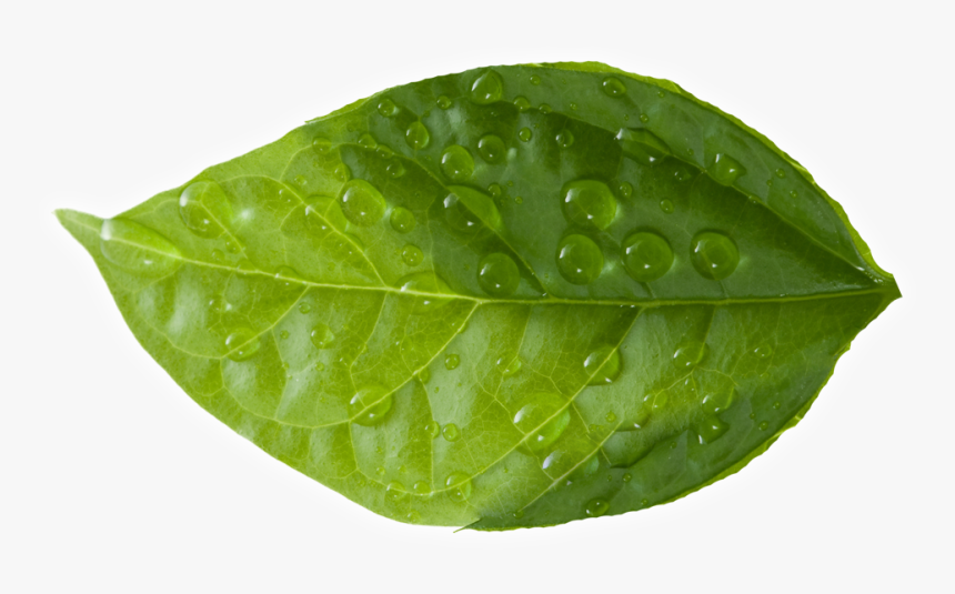 Leaf - Green Leaves, HD Png Download
