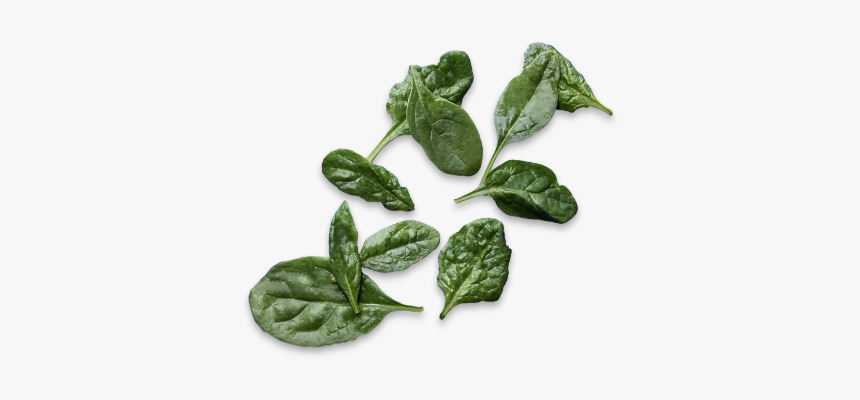 Spinach, HD Png Download